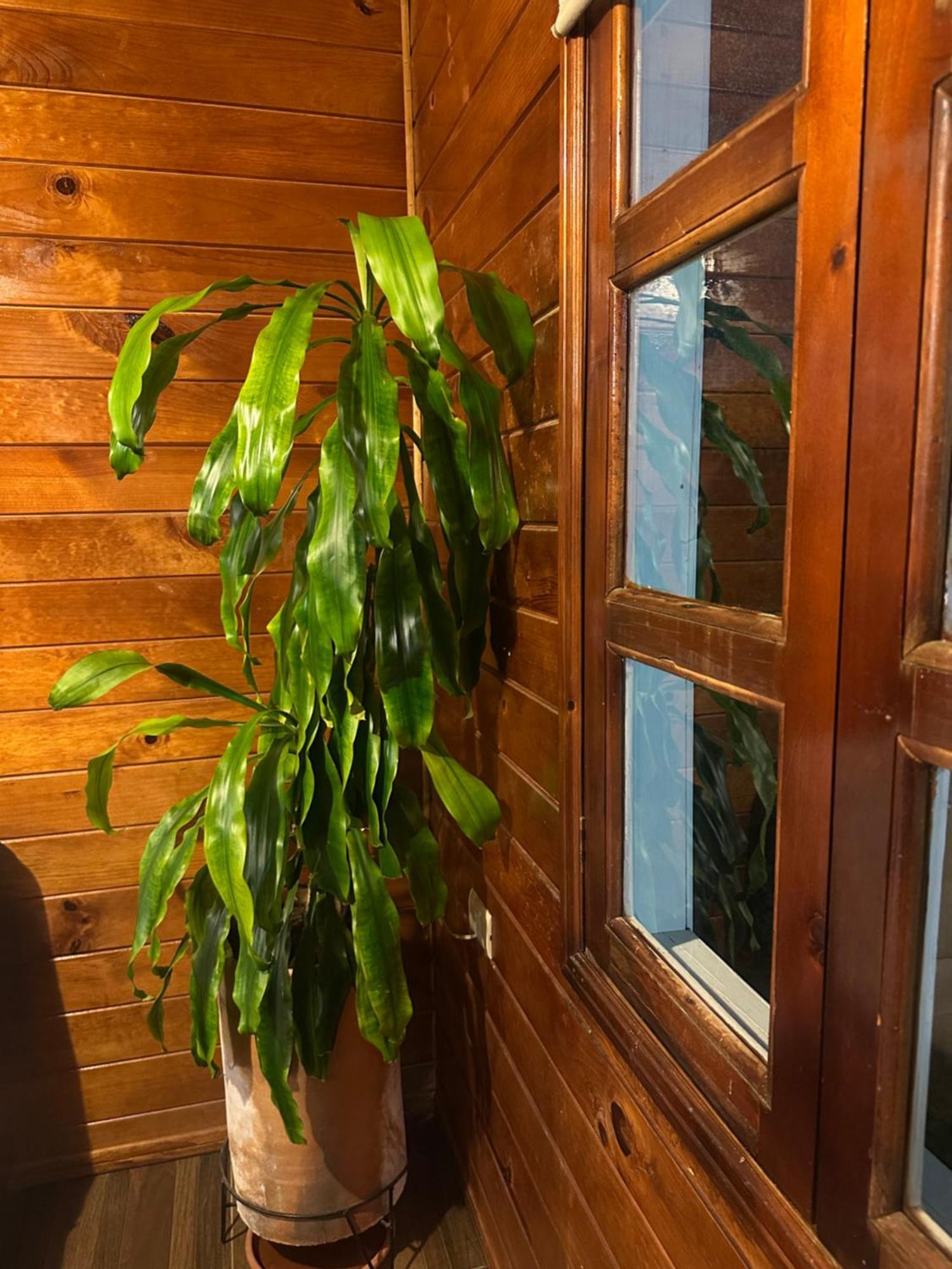 Chalet Dominnycos San Cristóbal de Las Casas Buitenkant foto